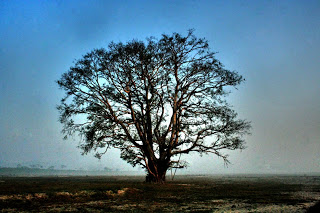 Kosi revisited IMG 40n22 Kosi revisited