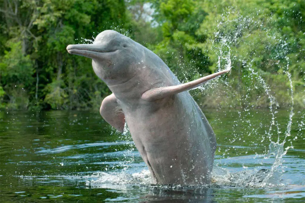 Gangetic Dolphin Watching - Vikramshila Sanctuary